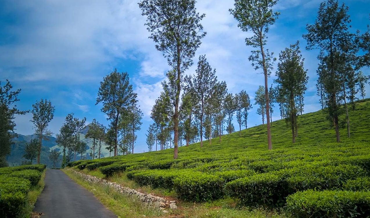 Wayanad Weekend Nature Getaway — India tour package
