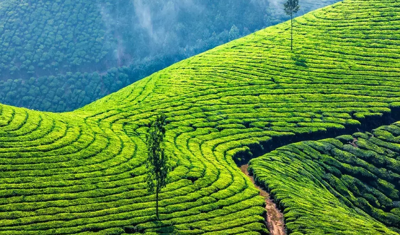 Scenic Munnar and Thekkady Escape - India tour packages