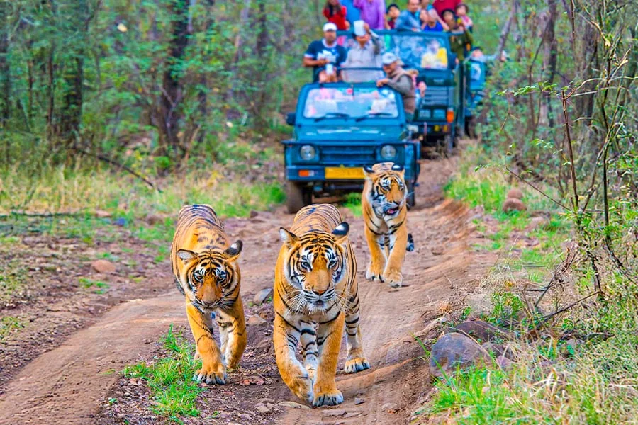 Wildlife & nature - Thambi Tours India