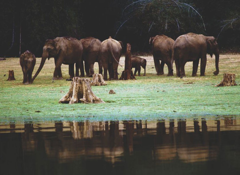 Wild Life and Ayurveda Tour Karnataka — India tour package
